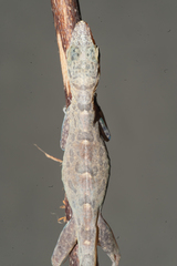 Anolis argenteolus