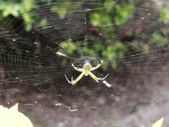 Argiope argentata