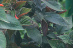 Phaethornis longuemareus