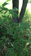 Lonicera maackii