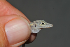 Anolis argenteolus