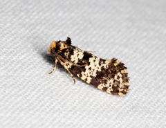 Ardiosteres moretonella