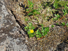 Potentilla drummondii