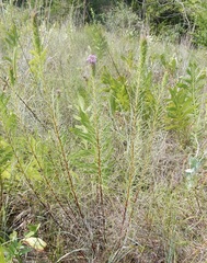 Liatris aestivalis