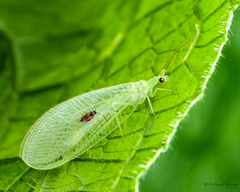 Meleoma signoretti