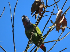 Pionus menstruus rubrigularis