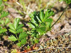Potentilla drummondii