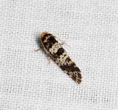 Ardiosteres moretonella