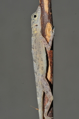 Anolis argenteolus