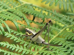 Eupholidoptera smyrnensis