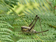 Eupholidoptera smyrnensis