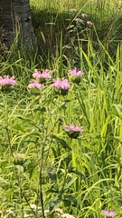 Monarda fistulosa