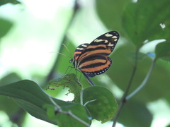 Melinaea lilis imitata
