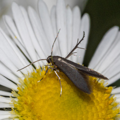 Schreckensteinia erythriella