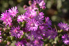 Ruschia cradockensis