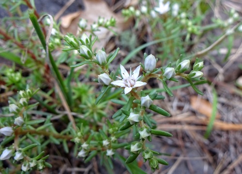 Sedum stelliforme