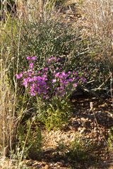 Ruschia cradockensis