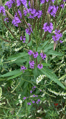 Verbena hastata