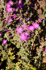 Ruschia cradockensis