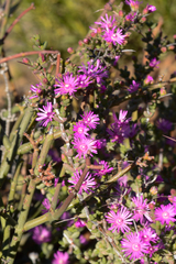 Ruschia cradockensis