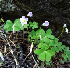 Oxalis metcalfei