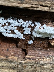 Ceratiomyxa fruticulosa fruticulosa