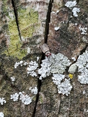 Anthomyia illocata