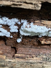 Ceratiomyxa fruticulosa fruticulosa