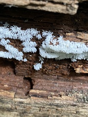 Ceratiomyxa fruticulosa fruticulosa