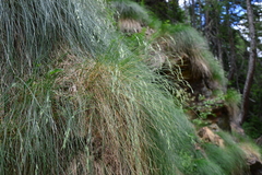 Festuca scabriculmis