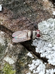 Anthomyia illocata