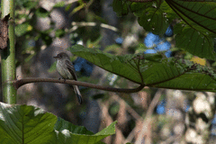 Contopus hispaniolensis