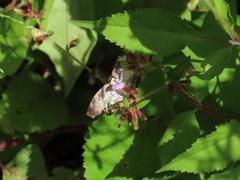 Chiomara georgina