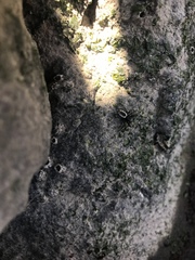 Hakka himeshimensis