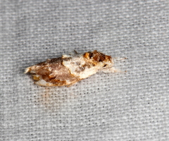 Piloprepes gelidella