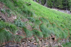 Festuca scabriculmis