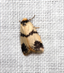 Thallarcha sparsana