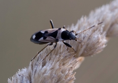 Raglius confusus