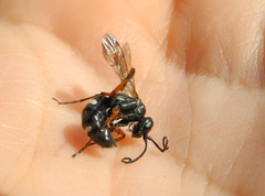 Cryptocheilus versicolor