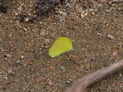 Pyrisitia dina