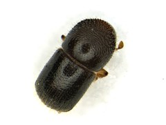 Xylosandrus compactus