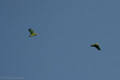 Amazona amazonica tobagensis