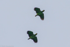 Amazona amazonica tobagensis