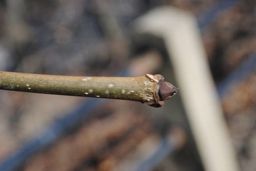 Fraxinus americana