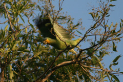 Amazona amazonica tobagensis