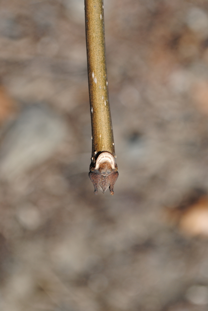 Fraxinus americana, West Bronx, Bronx, NY, USA