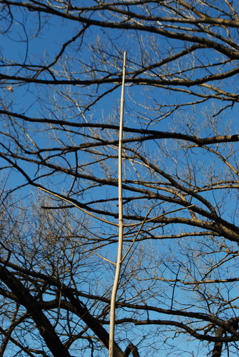 Fraxinus americana