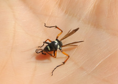 Cryptocheilus versicolor