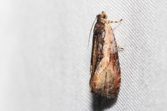 Olethreutes nigranum