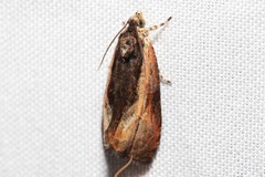 Olethreutes nigranum